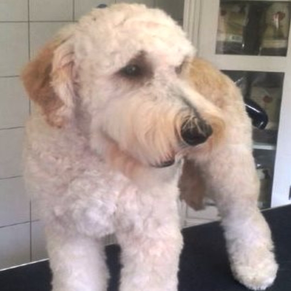 hondentrimsalon Dogs and Hounds kim voor