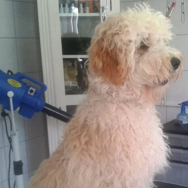 hondentrimsalon Dogs and Hounds kim voor