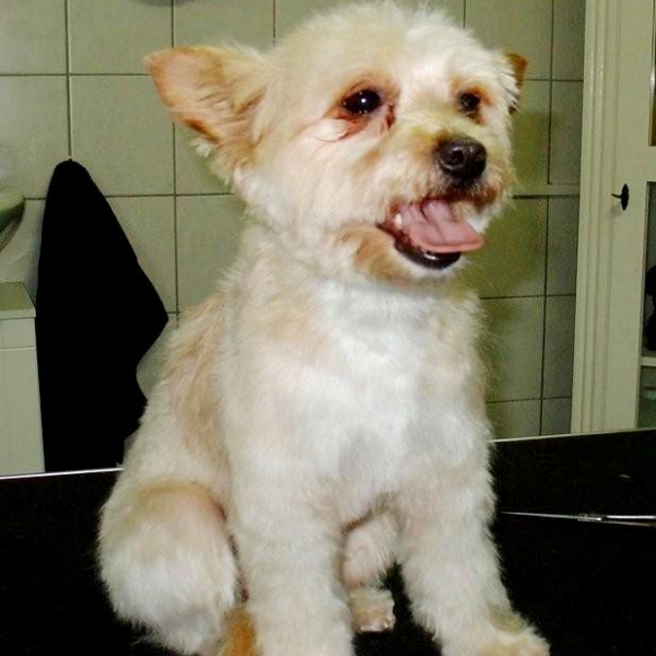hondentrimsalon Dogs and Hounds kim voor