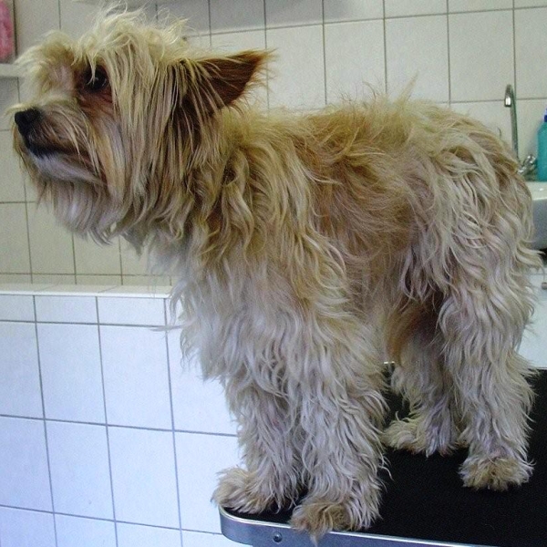 hondentrimsalon Dogs and Hounds kim voor