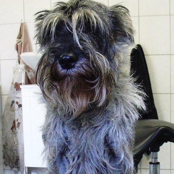 hondentrimsalon Dogs and Hounds kim voor