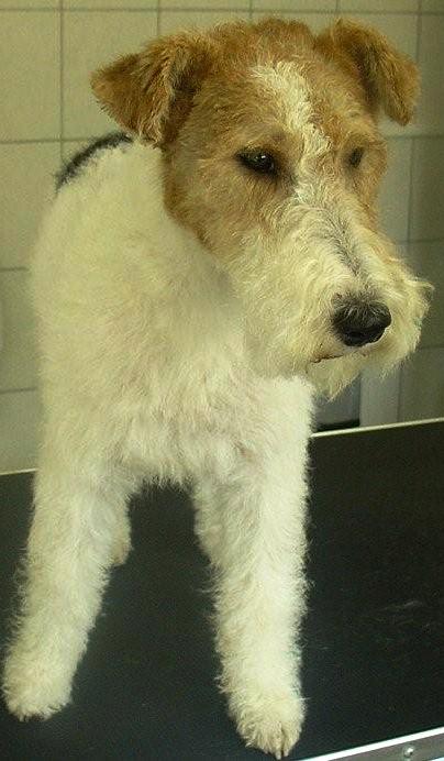 hondentrimsalon Dogs and Hounds kim voor