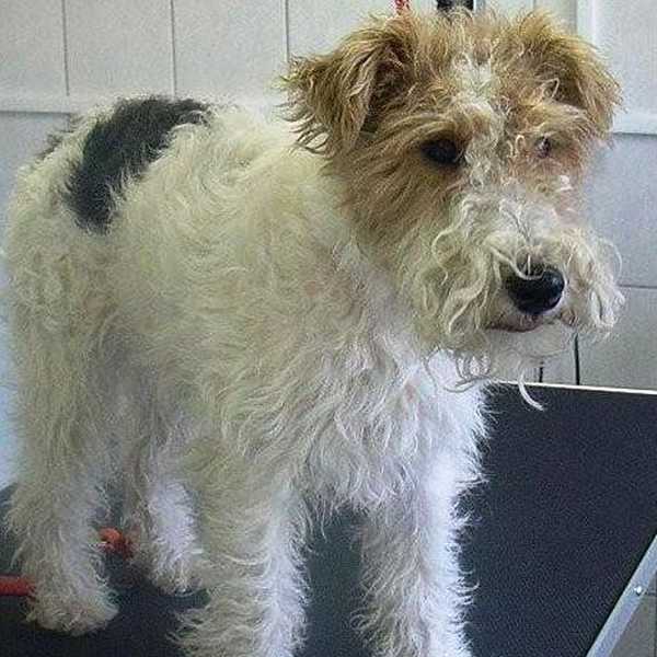 hondentrimsalon Dogs and Hounds kim voor