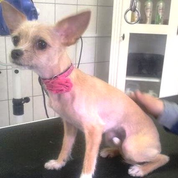 hondentrimsalon Dogs and Hounds kim voor