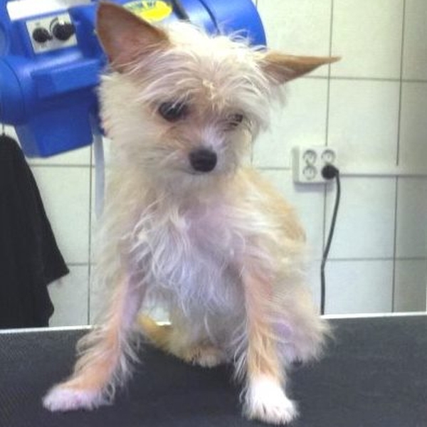 hondentrimsalon Dogs and Hounds kim voor