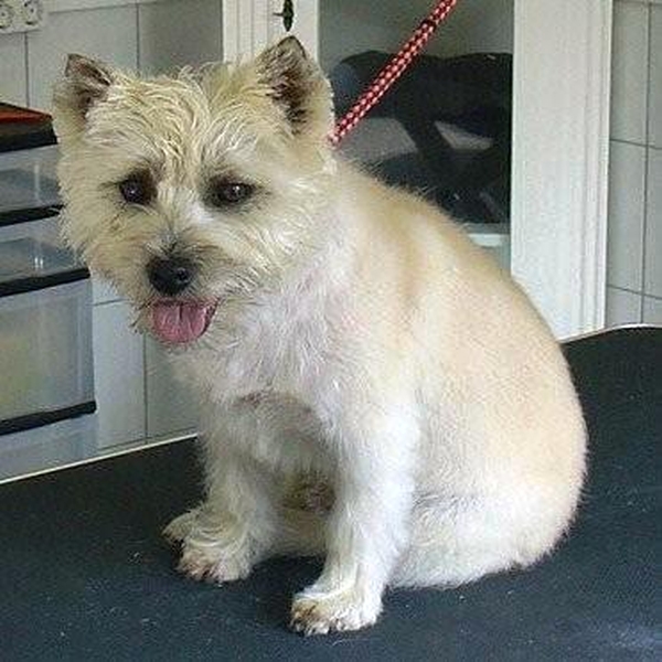 hondentrimsalon Dogs and Hounds kim voor
