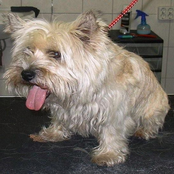 hondentrimsalon Dogs and Hounds kim voor
