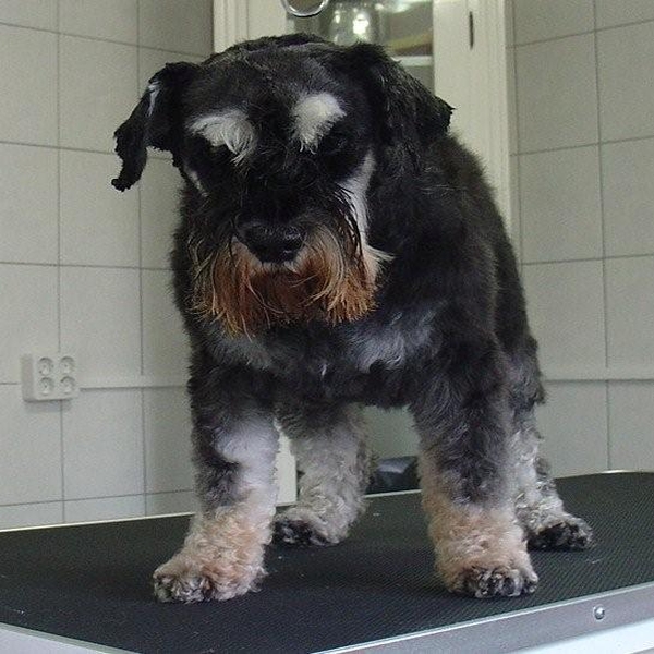 hondentrimsalon Dogs and Hounds kim voor