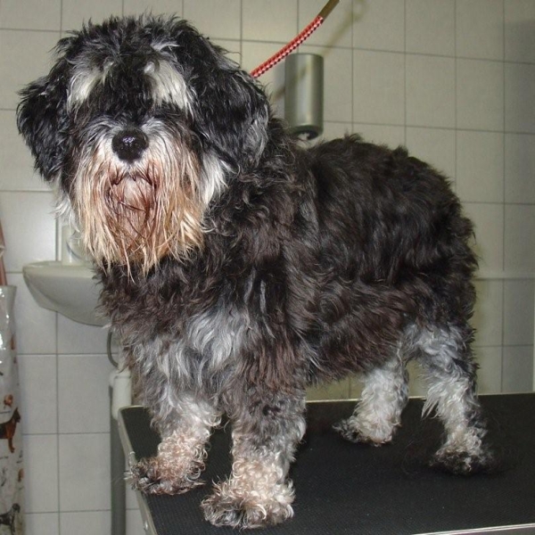 hondentrimsalon Dogs and Hounds kim voor