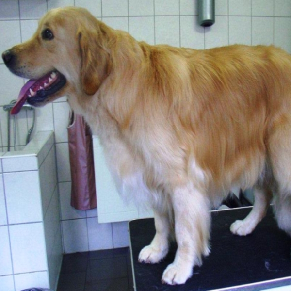 hondentrimsalon Dogs and Hounds kim voor