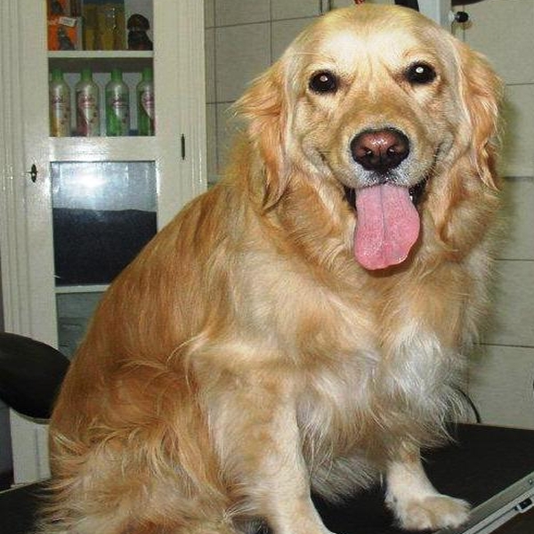 hondentrimsalon Dogs and Hounds kim voor