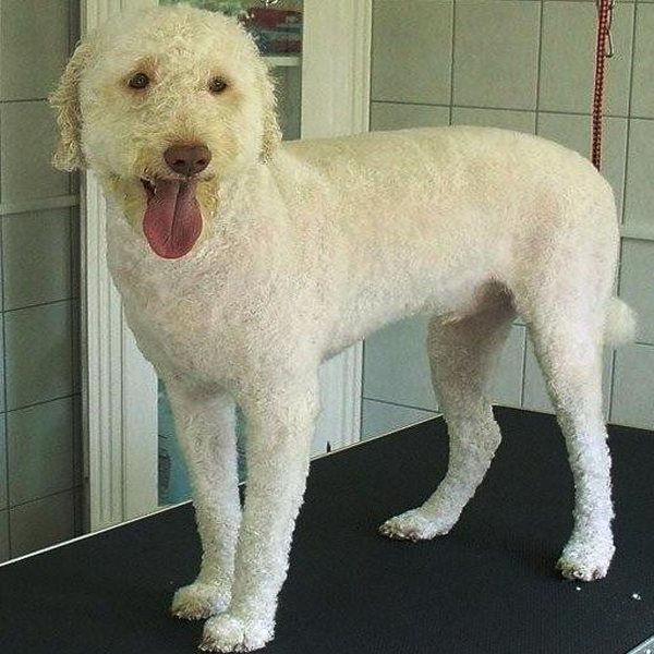 hondentrimsalon Dogs and Hounds kim voor