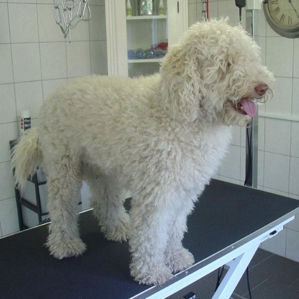 hondentrimsalon Dogs and Hounds kim voor