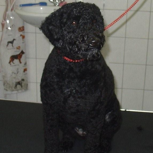 hondentrimsalon Dogs and Hounds kim voor