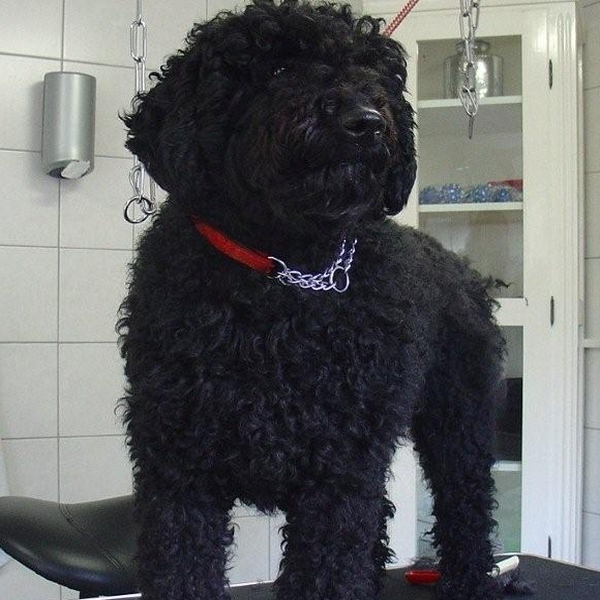 hondentrimsalon Dogs and Hounds kim voor