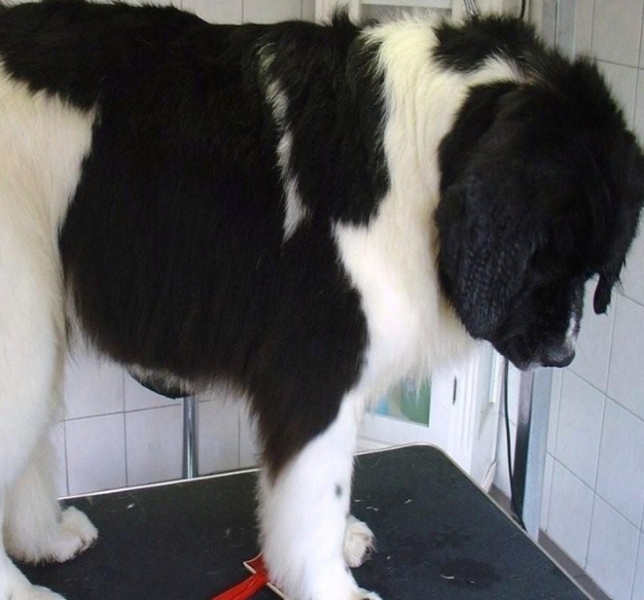hondentrimsalon Dogs and Hounds kim voor
