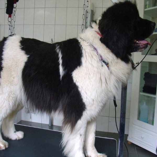hondentrimsalon Dogs and Hounds kim voor