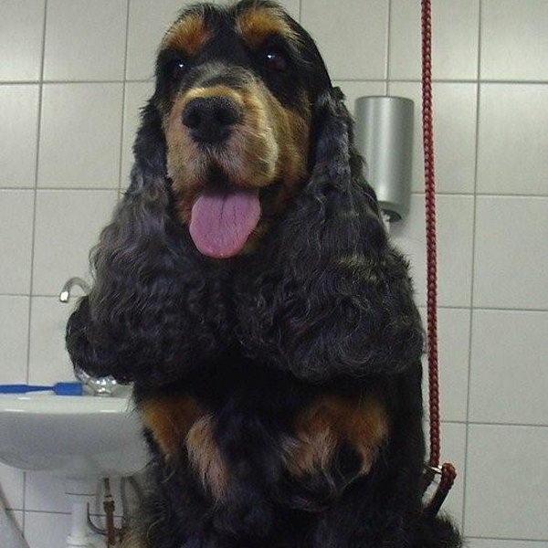 hondentrimsalon Dogs and Hounds kim voor