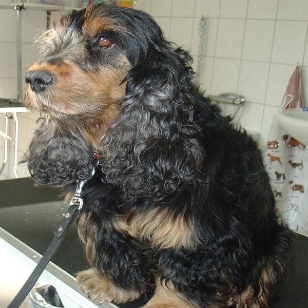 hondentrimsalon Dogs and Hounds kim voor