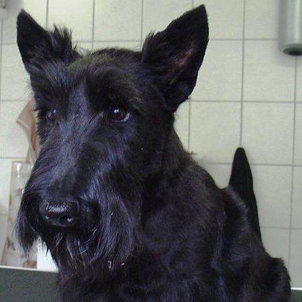 hondentrimsalon Dogs and Hounds kim voor