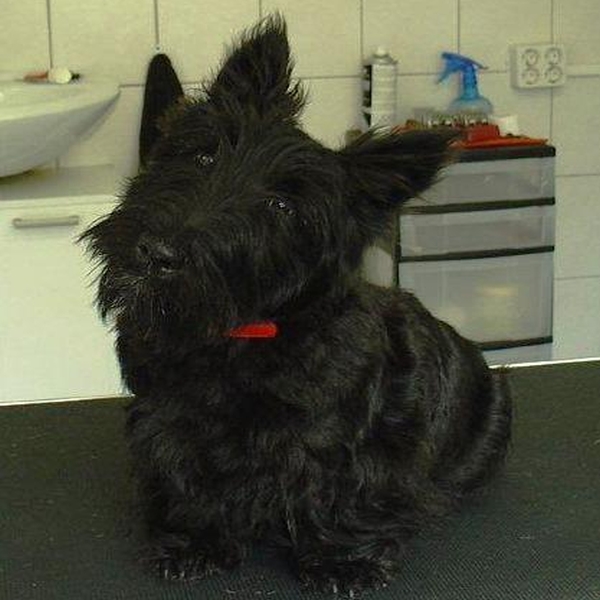 hondentrimsalon Dogs and Hounds kim voor