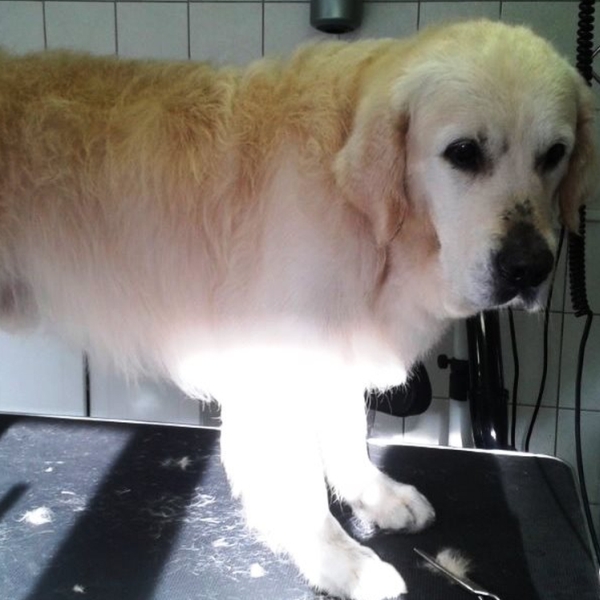 hondentrimsalon Dogs and Hounds kim voor
