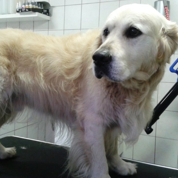 hondentrimsalon Dogs and Hounds kim voor