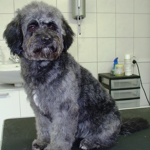 hondentrimsalon Dogs and Hounds kim voor