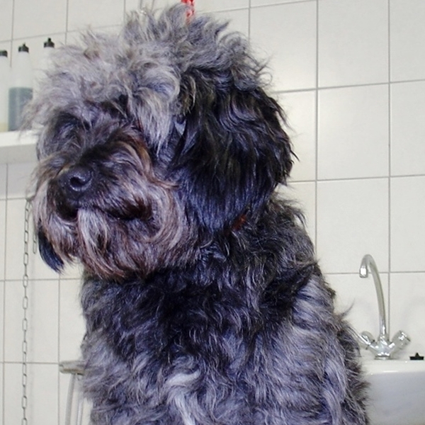 hondentrimsalon Dogs and Hounds kim voor