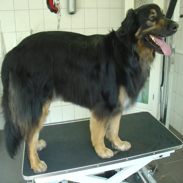 hondentrimsalon Dogs and Hounds kim voor