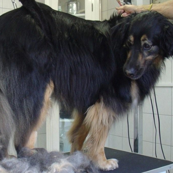 hondentrimsalon Dogs and Hounds kim voor