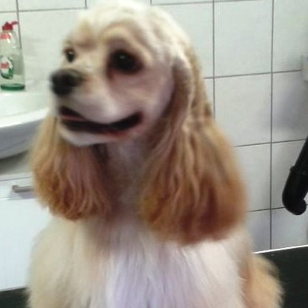 hondentrimsalon Dogs and Hounds kim voor