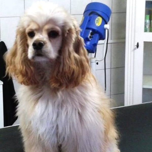 hondentrimsalon Dogs and Hounds kim voor