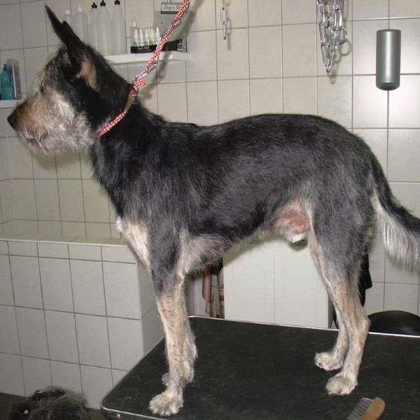 hondentrimsalon Dogs and Hounds kim voor
