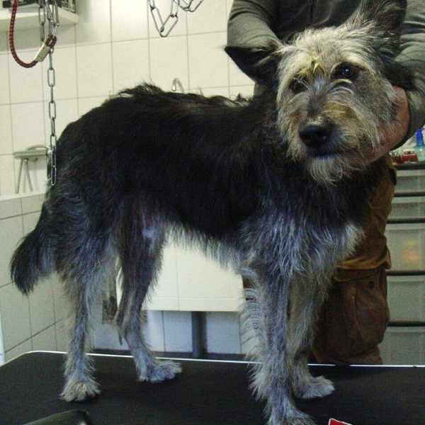 hondentrimsalon Dogs and Hounds kim voor