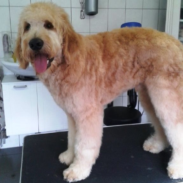 hondentrimsalon Dogs and Hounds kim voor
