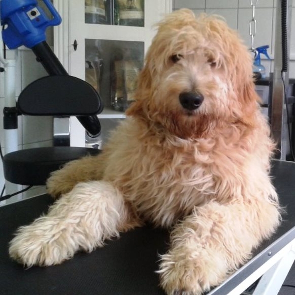 hondentrimsalon Dogs and Hounds kim voor