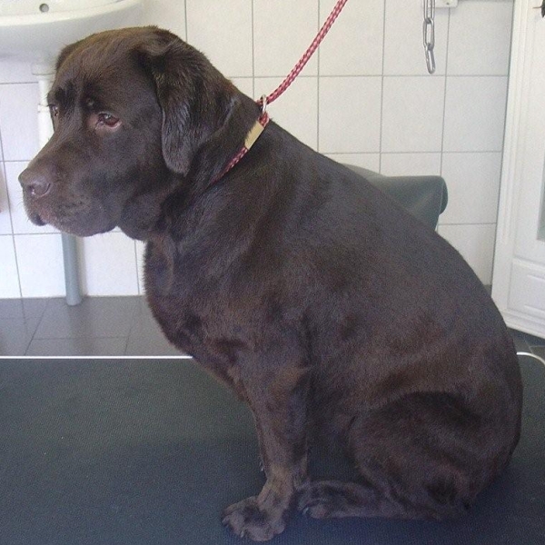 hondentrimsalon Dogs and Hounds kim voor