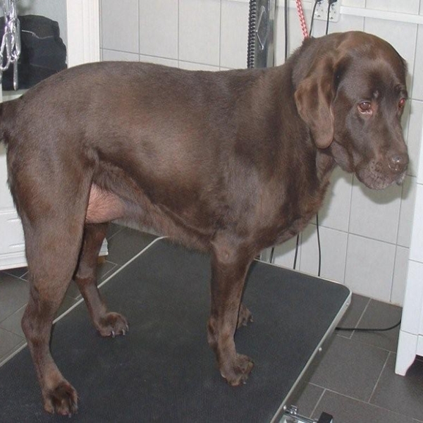 hondentrimsalon Dogs and Hounds kim voor