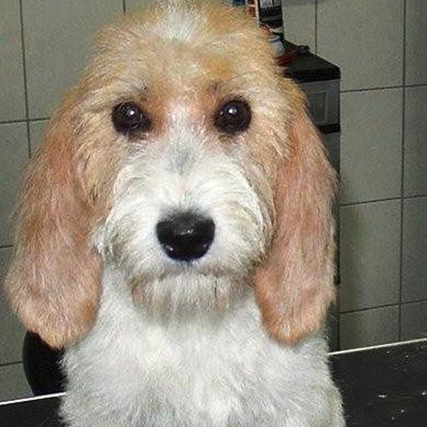 hondentrimsalon Dogs and Hounds kim voor