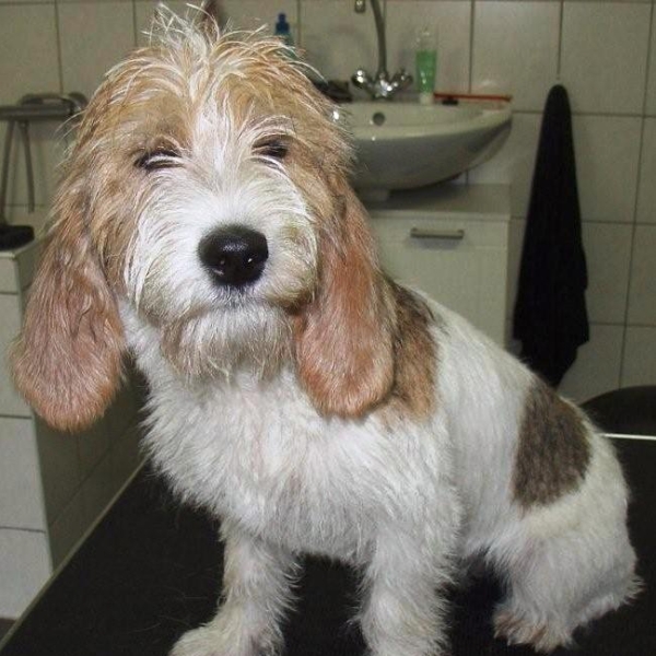 hondentrimsalon Dogs and Hounds kim voor
