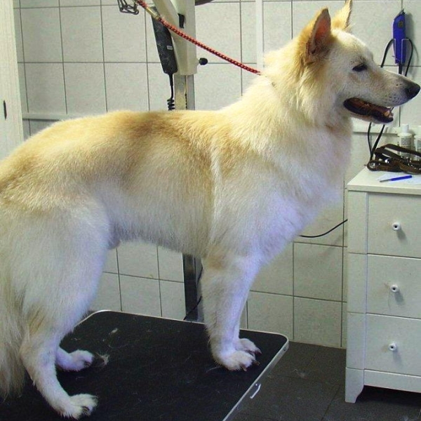 hondentrimsalon Dogs and Hounds kim voor