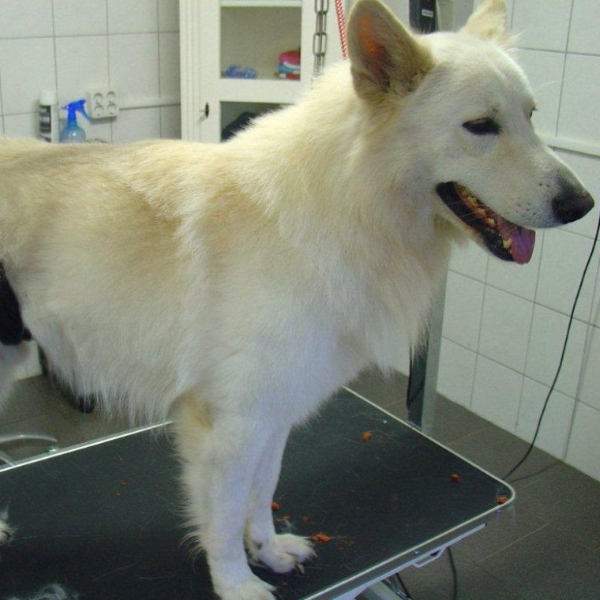 hondentrimsalon Dogs and Hounds kim voor